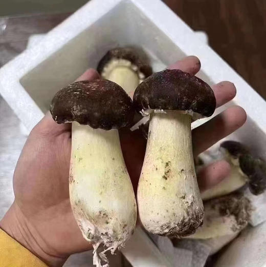 周五取货：【赤松茸】一箱毛重2斤左右，个头饱满，菌肉厚实，脆嫩可口，味纯鲜香！ 商品图6