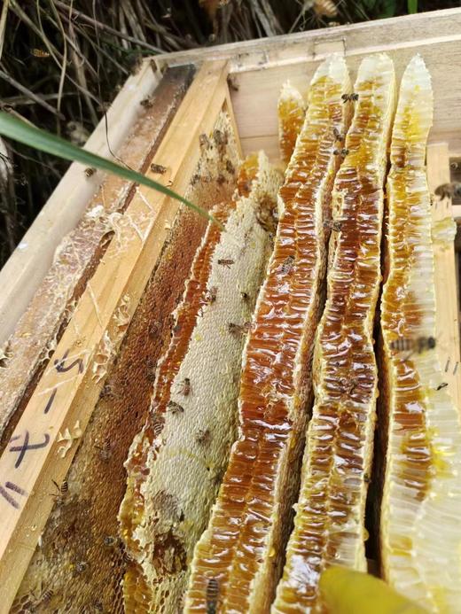 XFS一级蜜礼盒1000克(木盒装) 商品图2