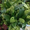进口花-茵芋-绿色 商品缩略图0