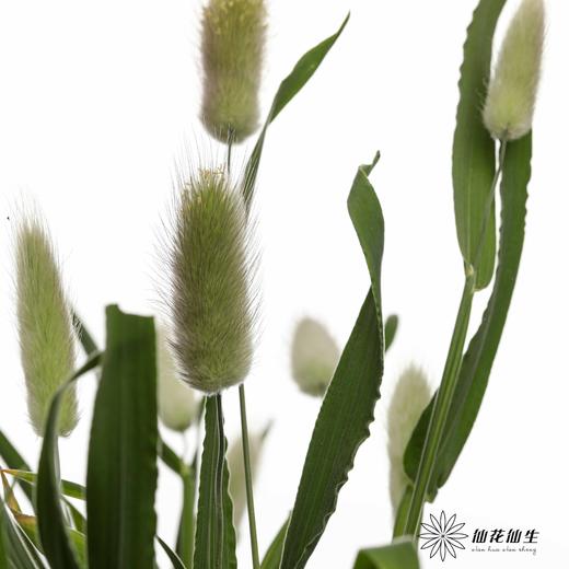 配花 | 兔尾 商品图4