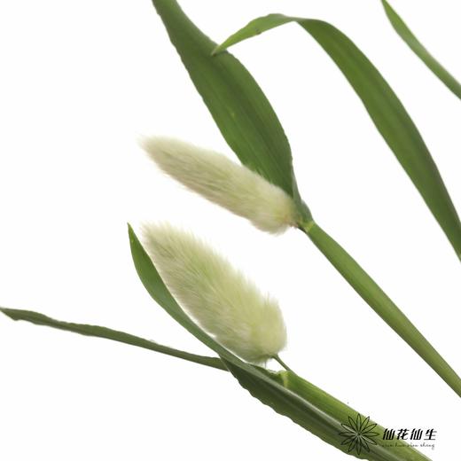 配花 | 兔尾 商品图3