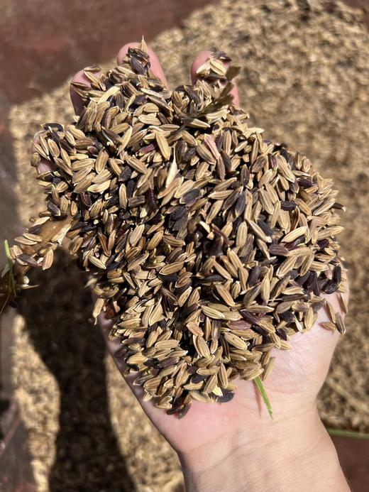 墨江核心产区老品种紫米，原生态初级农产品，没有CS，介意勿拍～ 满88包邮 商品图6