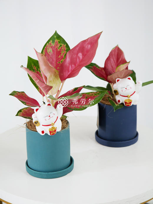 托盘小圆盆-吉利红 商品图1