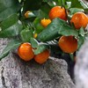 广西生态砂糖橘  | 基地直发*Ecological Sugar Orange 商品缩略图2
