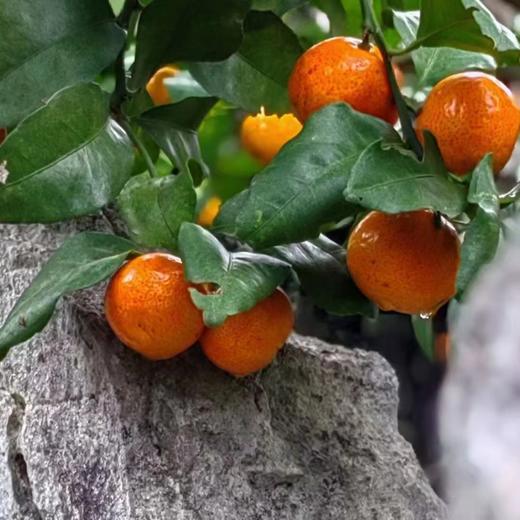 广西生态砂糖橘  | 基地直发*Ecological Sugar Orange 商品图2