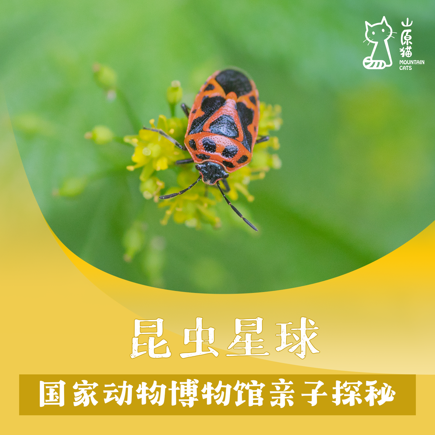 「 12月20日  周六上午」昆虫星球 · 国家动物博物馆昆虫探秘