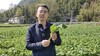 【产地直邮】湖北恩施硒油菜苔，清甜，鲜嫩，可口，当天采摘当天发货，产地直发；2月3日下午14点截单 商品缩略图2