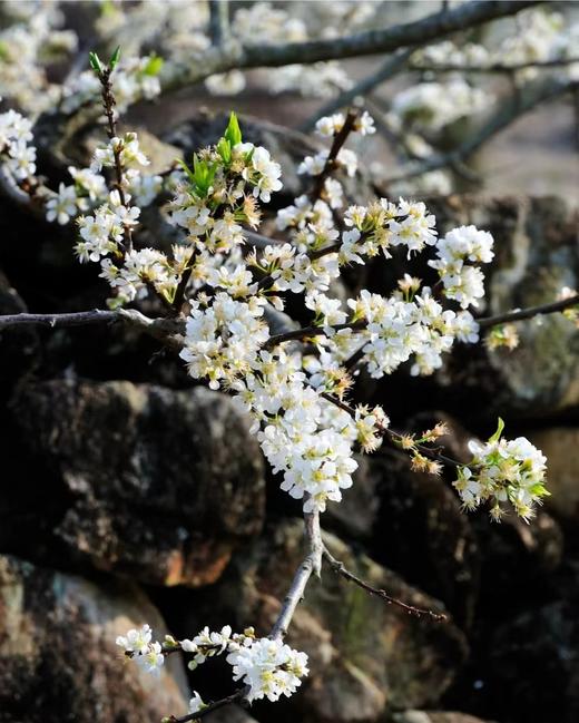 1.29出发【封开】麒麟山李花、贺江第一湾、碧道画廊2天采风 商品图1