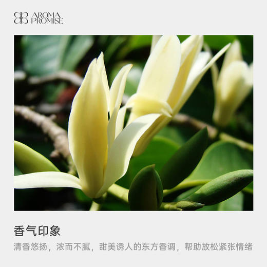 浪漫爱人礼盒套装 白兰花精油＋粉红葡萄柚精油＋葡萄籽油 商品图2