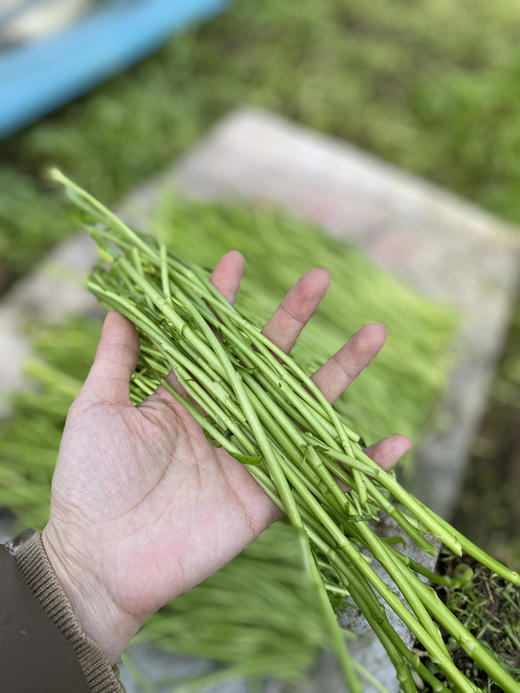 【预售】周五取货：【新鲜芦蒿苔】一袋3斤（带叶）产地现割，新鲜脆嫩。 商品图3