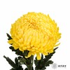 小菊 | 牡丹菊柠檬黄【人工吸染，有色差，慎重下单】 商品缩略图0
