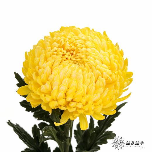 小菊 | 牡丹菊柠檬黄【人工吸染，有色差，慎重下单】 商品图0