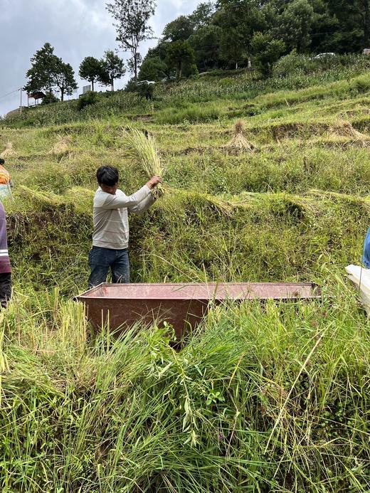 墨江核心产区老品种紫米，原生态初级农产品，没有CS，介意勿拍～ 满88包邮 商品图4