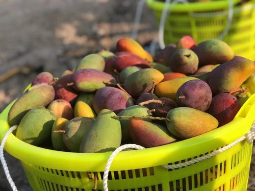 海南当季 树上熟贵妃芒 香甜多汁 4斤装 商品图5