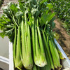 毫不修饰的有机西芹，清冽不是寡淡，是风雨后的本真 顺丰包邮 商品缩略图0