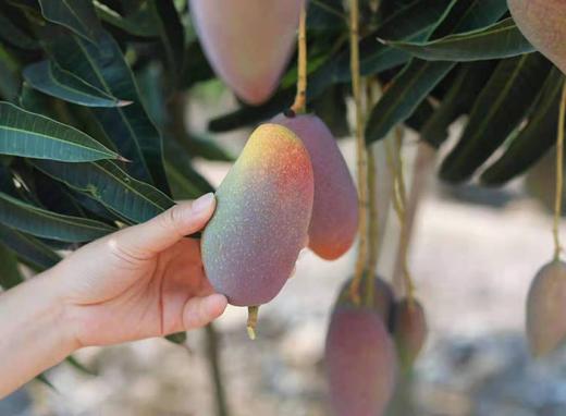 海南当季 树上熟贵妃芒 香甜多汁 4斤装 商品图6