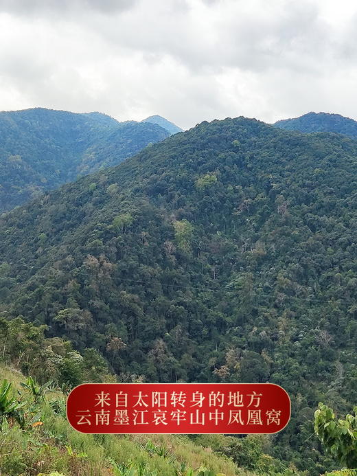 【断货王】【凤凰窝】2023年春茶预售今年只采凤凰窝“窝里”核心片区持续升级第五代重磅来袭独特的“马汉清香”过口不忘600年古树纯料 商品图1