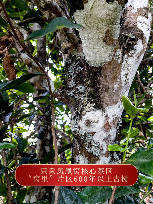 【断货王】【凤凰窝】2023年春茶预售今年只采凤凰窝“窝里”核心片区持续升级第五代重磅来袭独特的“马汉清香”过口不忘600年古树纯料 商品图3