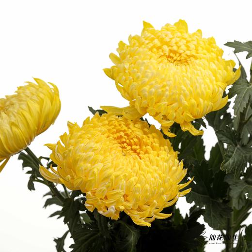小菊 | 牡丹菊柠檬黄【人工吸染，有色差，慎重下单】 商品图1