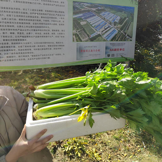 毫不修饰的有机西芹，清冽不是寡淡，是风雨后的本真 顺丰包邮 商品图3