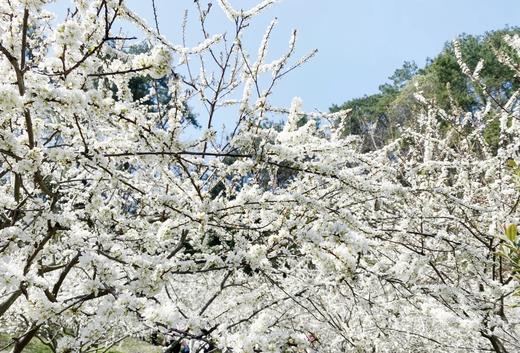 1.29出发【封开】麒麟山李花、贺江第一湾、碧道画廊2天采风 商品图2