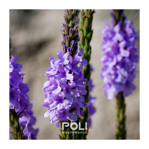 摩洛哥进口马鞭草精油 颇黎单方精油原料批发天然马鞭草精油10ml 商品图1