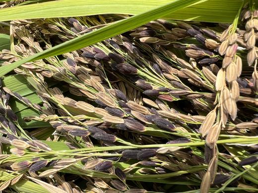 墨江核心产区老品种紫米，原生态初级农产品，没有CS，介意勿拍～ 满88包邮 商品图3