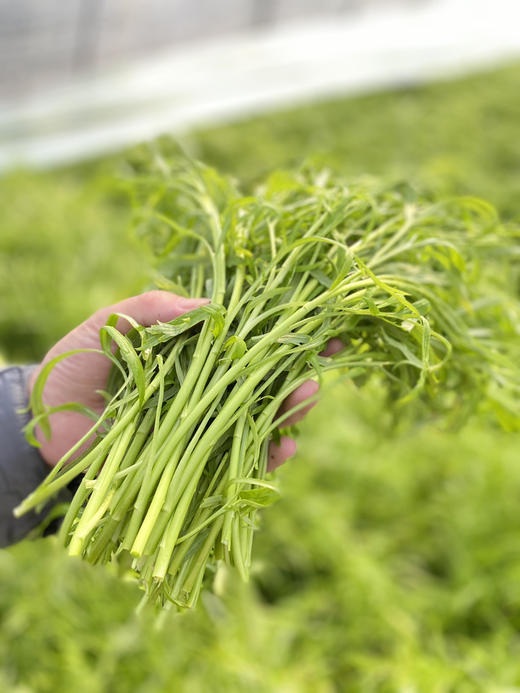 【预售】周五取货：【新鲜芦蒿苔】一袋3斤（带叶）产地现割，新鲜脆嫩。 商品图0