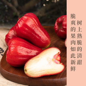 黑金刚莲雾  真正意义上的“水”果， 脆的咬一口满嘴是汁水，它不是齁甜 它是清甜，水果里的纯欲天花板  顺丰包邮