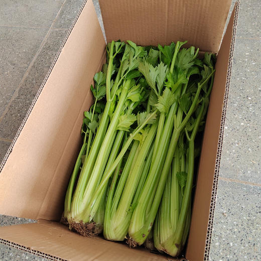 毫不修饰的有机西芹，清冽不是寡淡，是风雨后的本真 顺丰包邮 商品图4