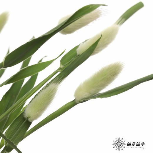 配花 | 兔尾 商品图2