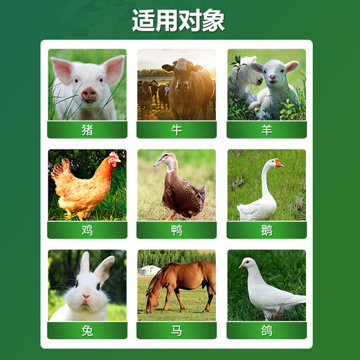 【清瘟败毒散】巨龙动保清瘟败毒散原败毒宁1000g 商品图2