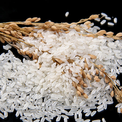 「10斤装！东北长粒香米」掌中禾黑龙江东北大米新米5kg 长粒香米粳米10斤粮油米面 商品图2