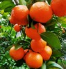 广西生态砂糖橘  | 基地直发*Ecological Sugar Orange 商品缩略图4