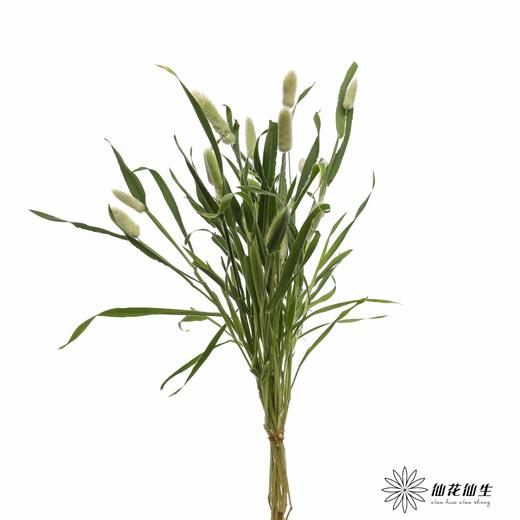 配花 | 兔尾 商品图1