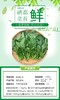 【产地直邮】湖北恩施硒油菜苔，清甜，鲜嫩，可口，当天采摘当天发货，产地直发；2月3日下午14点截单 商品缩略图1