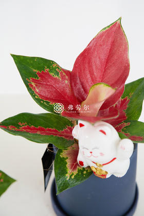 托盘小圆盆-吉利红
