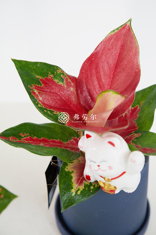 托盘小圆盆-吉利红 商品图0