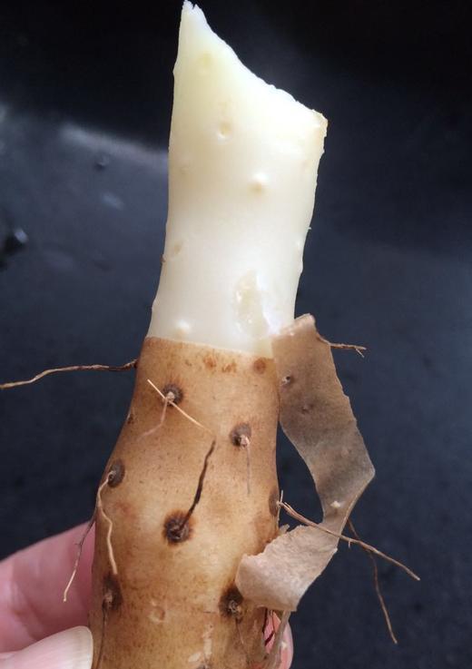 京东发货，正宗温县【垆土铁棍山药】垆土种植，好香、好粉、好糯！进补首选~ 商品图3