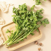 真蔬无公害-香菜 约150g/份 商品缩略图0
