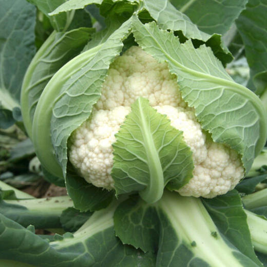 有机菜花  1颗/份 商品图3