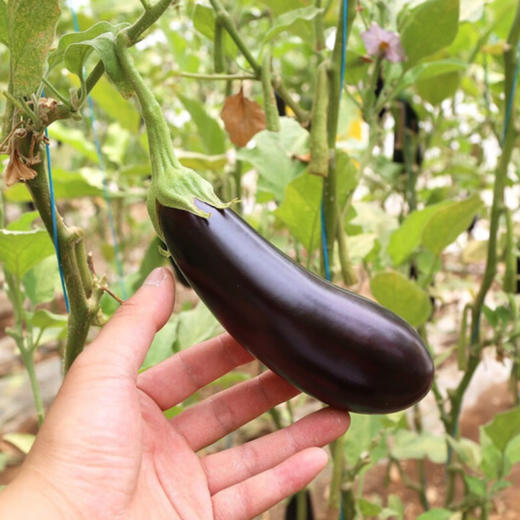茄子（精选）约500g/份 商品图4