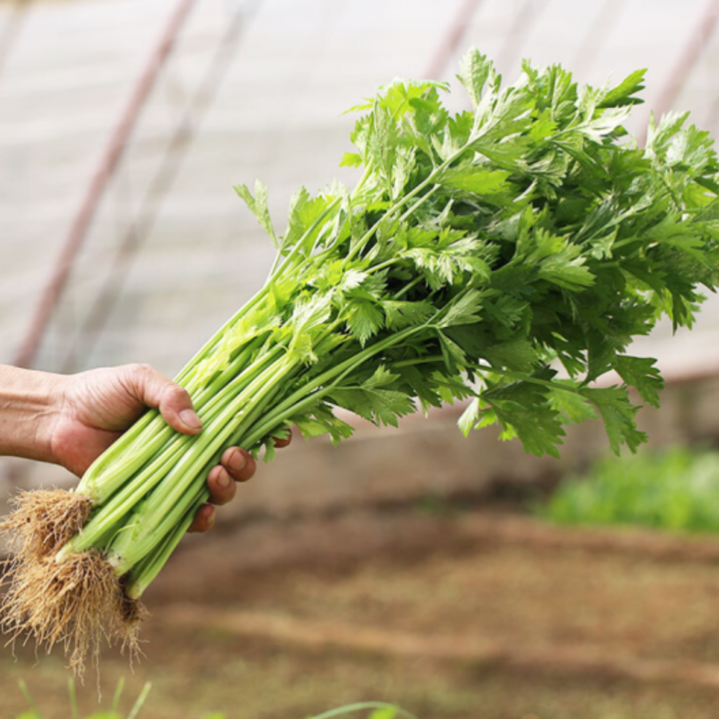 真蔬优选-毛芹菜 约500g/份