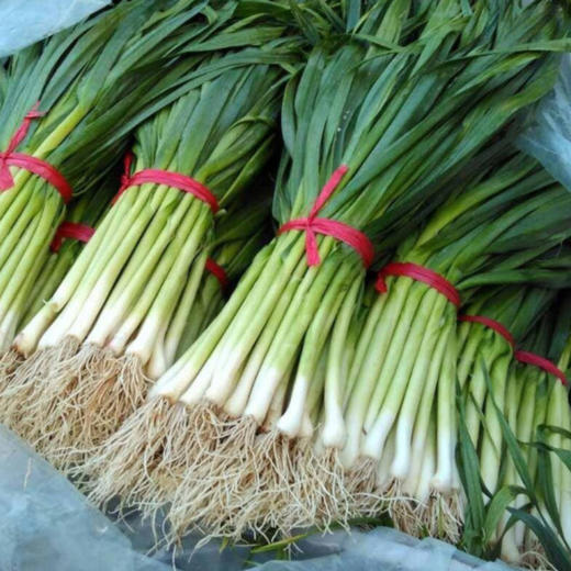 蒜苗 约500/份 商品图2