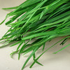 韭菜 约500g/份 商品缩略图4