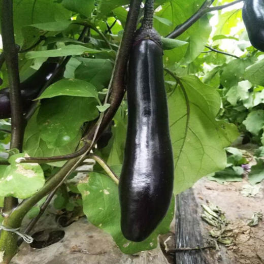 茄子（精选）约500g/份 商品图1