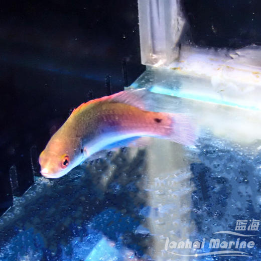 蓝身雀 母 商品图4