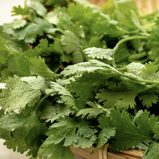 真蔬无公害-香菜 约150g/份 商品图3