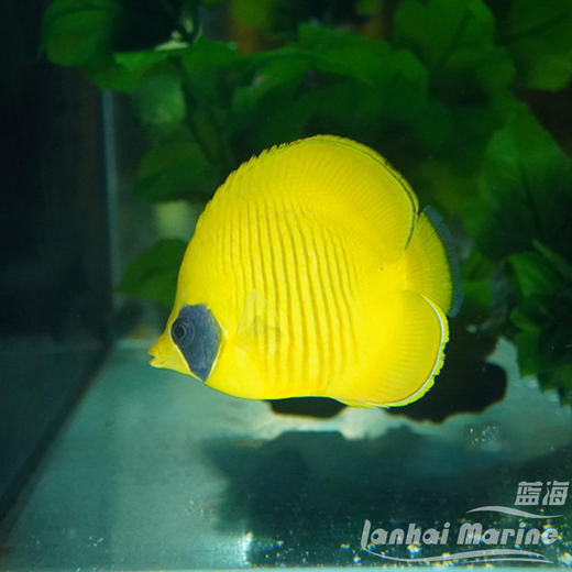 红海黄金蝶 商品图1