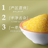 金贞熙小玉米碴（新鲜直供，真空包装） 商品缩略图2